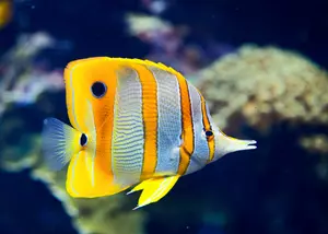 Tropická ryba