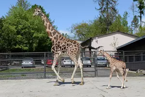 žirafy olomouc