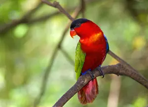 Papoušek Lori tříbarvý