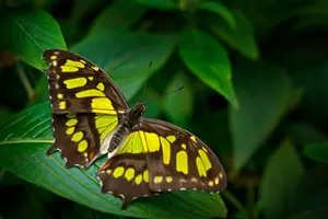Motýl Siproeta stelenes