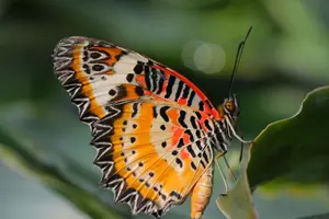Motýl botanická