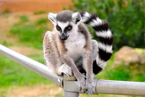 zoo Lemur
