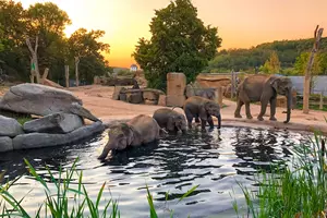 zoo praha sloni