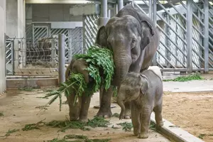 Zoo Praha sloni