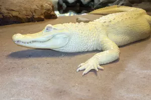 Krokodýl albín Hugo