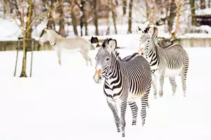 zoo ostrava zima