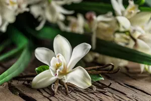 orchidej vanilka