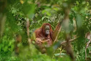 Orangutan Czech Press Foto