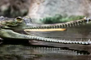 Krokodýl gaviál