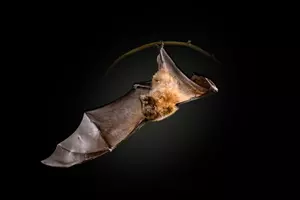 kaloň netopýr