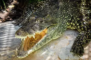 krokodýl kubánský