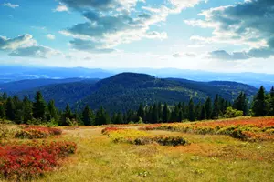 Bavorský les