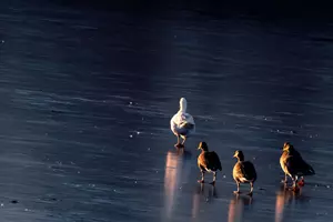 kachny na ledu
