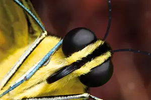 motýl botanická praha