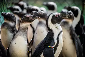 tučňáci safari park