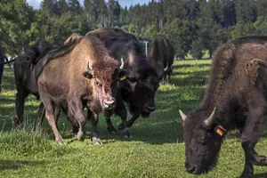 bizoní farma