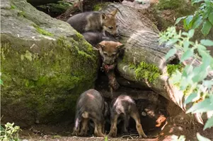 paterčata vlků Zoo Praha