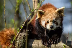 zoo ostrava panda červená