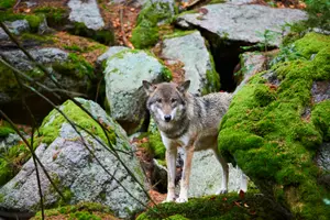 vlk v lese