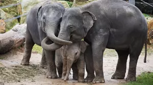 Zoo Praha sloni