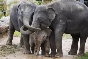 Sloni v Zoo Praha