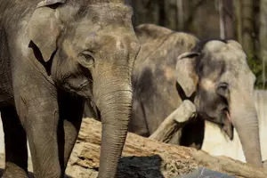 Zoo Ostrava sloni
