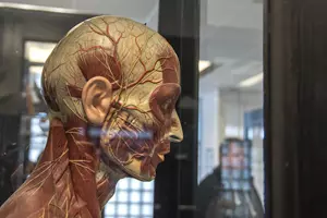Anatomické muzeum