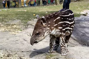 tapír