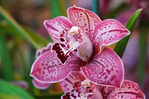 orchidej Lycaste