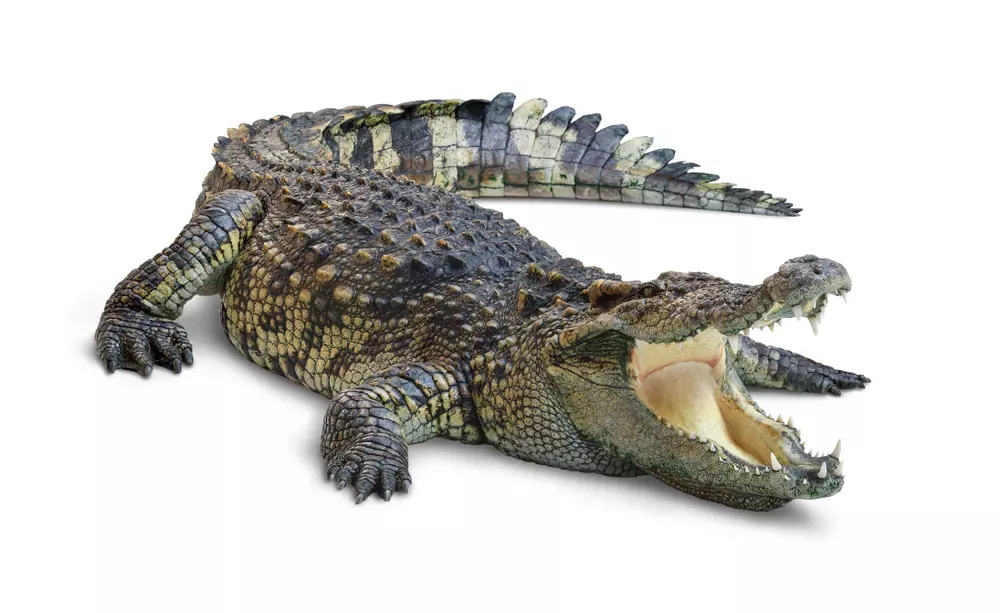 Takhle vypadá skutečný krokodýl…
