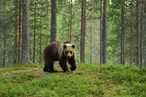 medvěd