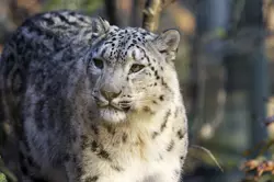 Bílý leopard