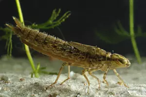 vážka larva