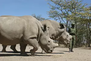 nosorožkyně