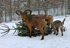 Zoo Liberec zima
