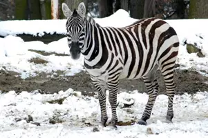 Zoo Zlín zebra