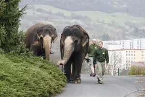 procházka slonů