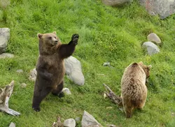 Medvědi v hradním příkopu