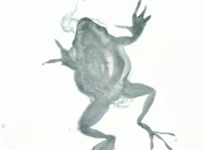 Přejetá žába