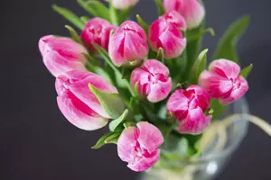 tulipománie