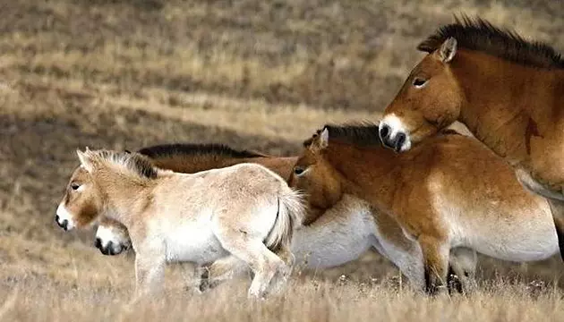 Kůň Převalského – zvíře, které zoo Praha pomohla zachránit před vyhynutím