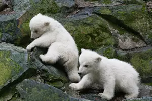 zoo brno polární medvěd