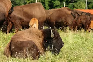 bizoni kanada