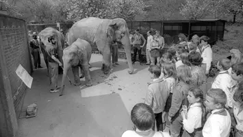 Sloni z roku 1971