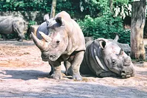 nosorožec