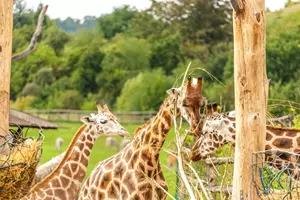 zoo ústí žirafy
