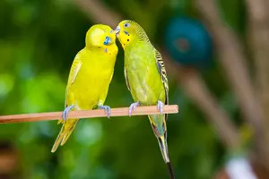 zoo papoušci valentýn