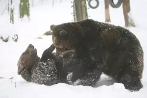 Medvědi Beroun