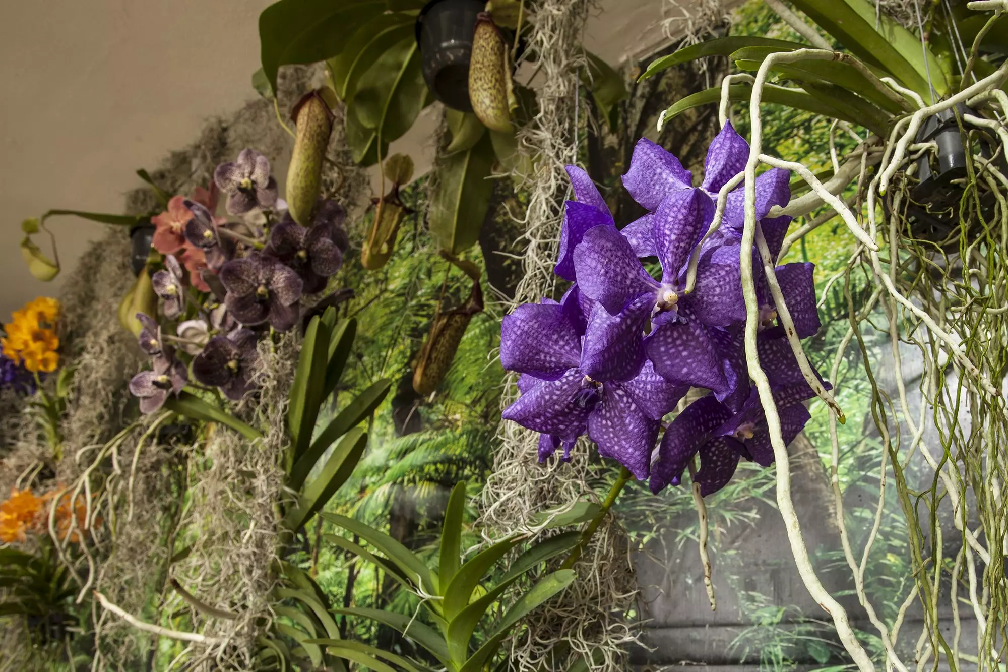 výstava orchideje