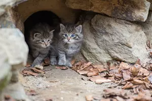 kočka divoká – koťata